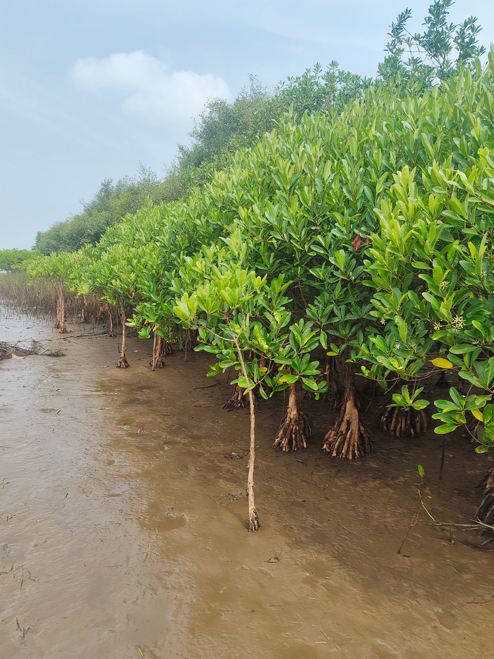 Mangrove Restoration